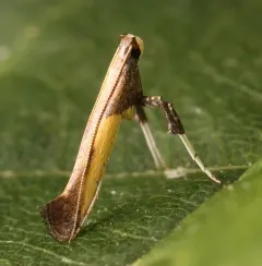 Azalea Leafminer Moth thumbnail 3