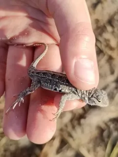 Western Earless Lizard thumbnail 4