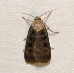 Morrison's Sooty Dart thumbnail 3