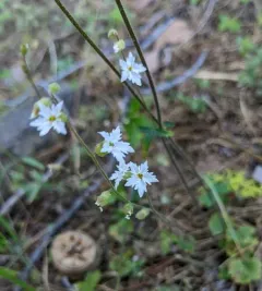 Siskiyou Mountain Woodland Star thumbnail 3