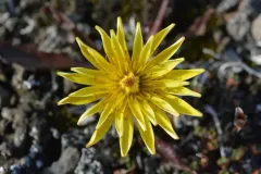 Taraxacum hyparcticum thumbnail 1