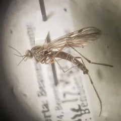 Sylvicola fuscatus thumbnail 2