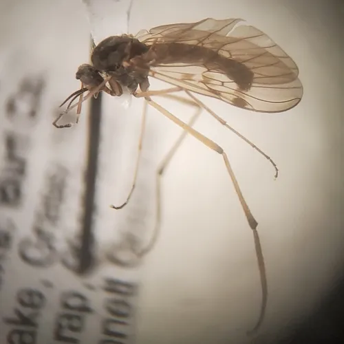 Sylvicola notialis