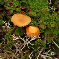 Heath Waxcap thumbnail 4