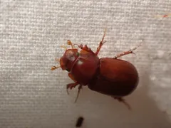 Cryptoscatomaseter criddlei thumbnail 1