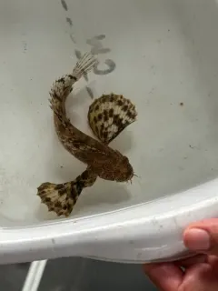 Crested Sculpin thumbnail 3