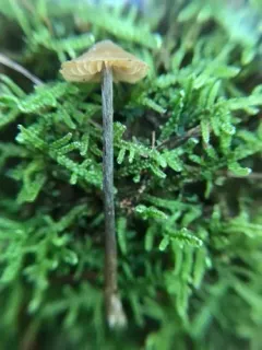 Entoloma pulchripes thumbnail 1