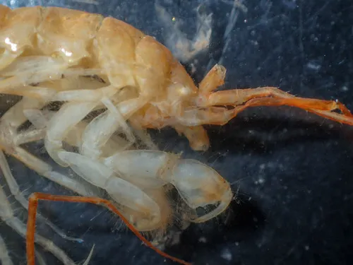 Neohela monstrosa