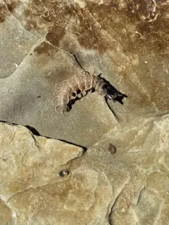 Banded Dark Fishfly thumbnail 2