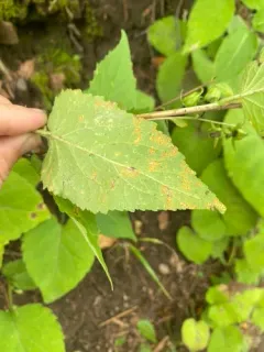 Coleosporium campanulae thumbnail 1