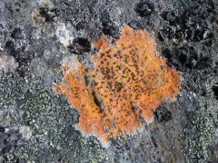 Orange Boulder Lichen thumbnail 3