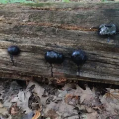 Dog's nose fungus thumbnail 1