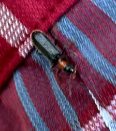 Bicolored Checkered Beetle thumbnail 3