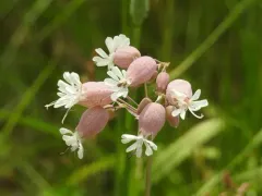 bladder campion thumbnail 5