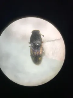 Arnett's Click Beetle thumbnail 2