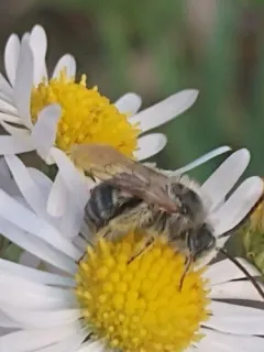 Common Longhorn Bee thumbnail 3