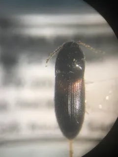 Chick Click Beetle thumbnail 2