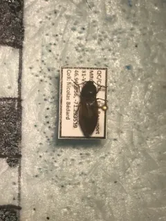 Propelling Click Beetle thumbnail 2