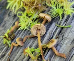 Inocybe nigrodisca thumbnail 1