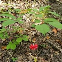 American ginseng thumbnail 1
