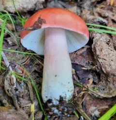 Russula americana thumbnail 1