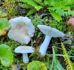 Russula montana thumbnail 1
