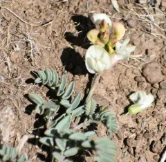 balloon milkvetch thumbnail 4