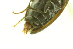 Sombre Click Beetle thumbnail 2