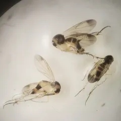 Rondaniella dimidiata thumbnail 2