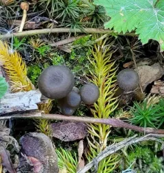Clitocybe foetens thumbnail 1