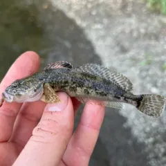 Prickly Sculpin thumbnail 3