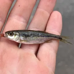 Redside Shiner thumbnail 3