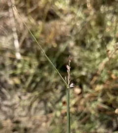 Small Dropseed thumbnail 2