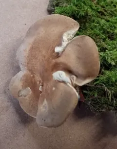 Cystoderma subvinaceum thumbnail 2