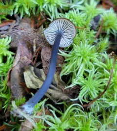 Entoloma perasprellum thumbnail 1