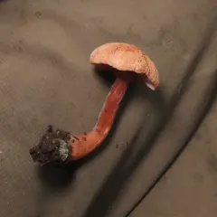 Bicoloured Deceiver thumbnail 3