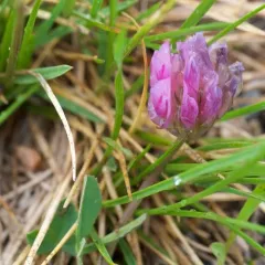 Parry Clover thumbnail 2