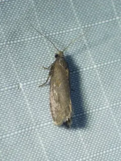 Epinotia myricana thumbnail 1