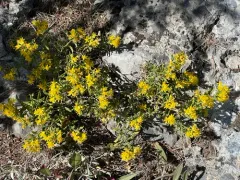 Rydberg's Goldenbush thumbnail 4