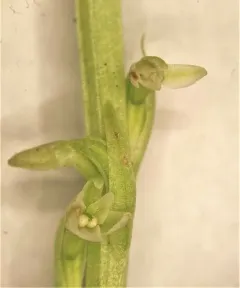 Whiteflower Rein Orchid thumbnail 2