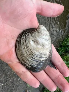 Ebonyshell thumbnail 2