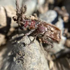 Monochamus obtusus thumbnail 3