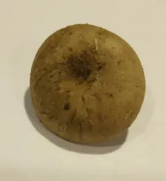 Green Quilt Russula thumbnail 4