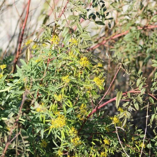 yellow beeplant