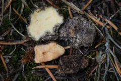 Fevansia aurantiaca thumbnail 1