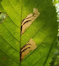 ironwood leafminer thumbnail 4