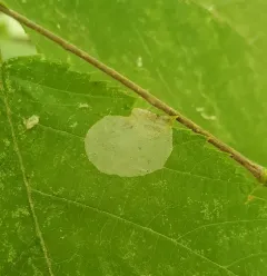 Phyllonorycter tritaenianella thumbnail 3