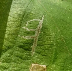 Ironwood Leafcone Moth thumbnail 3