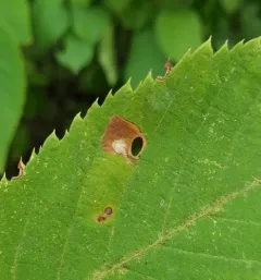Coptodisca ostryaefoliella thumbnail 2