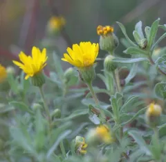 lemonyellow false goldenaster thumbnail 3